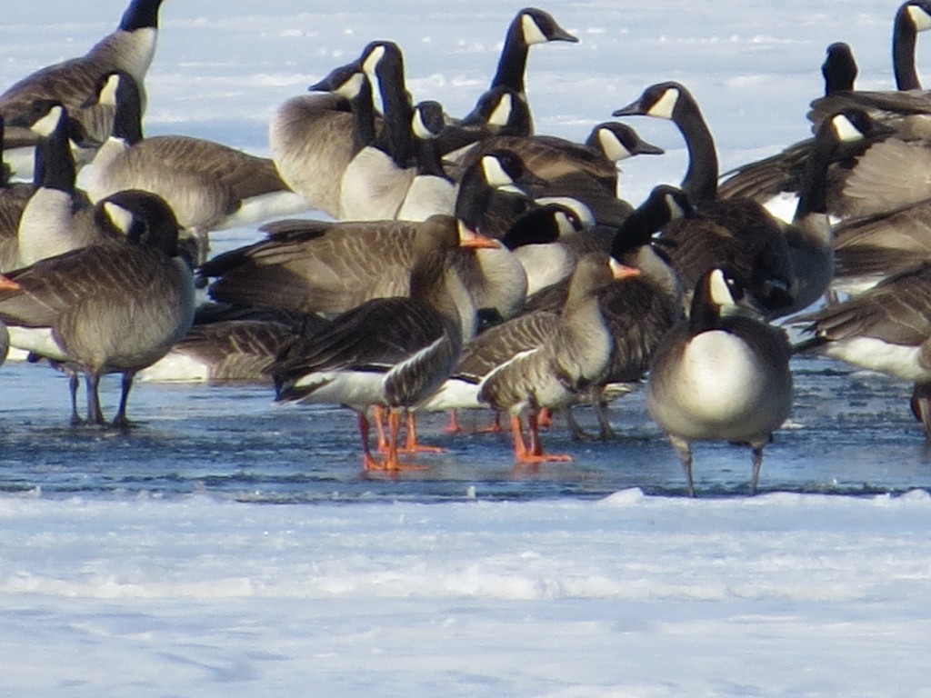 Greater White-Fronted Geese