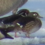 Wood Ducks on Foot Lake