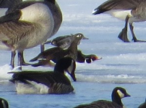 Wood Ducks on Frozen Foot Lake