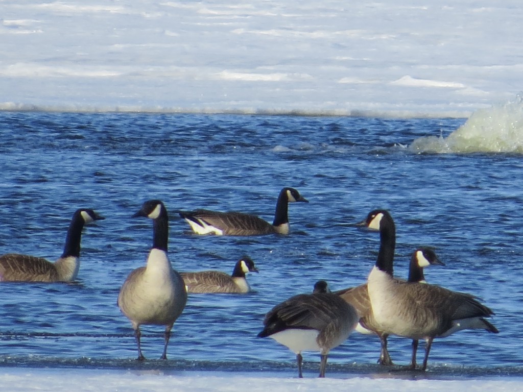 Cackling Goose