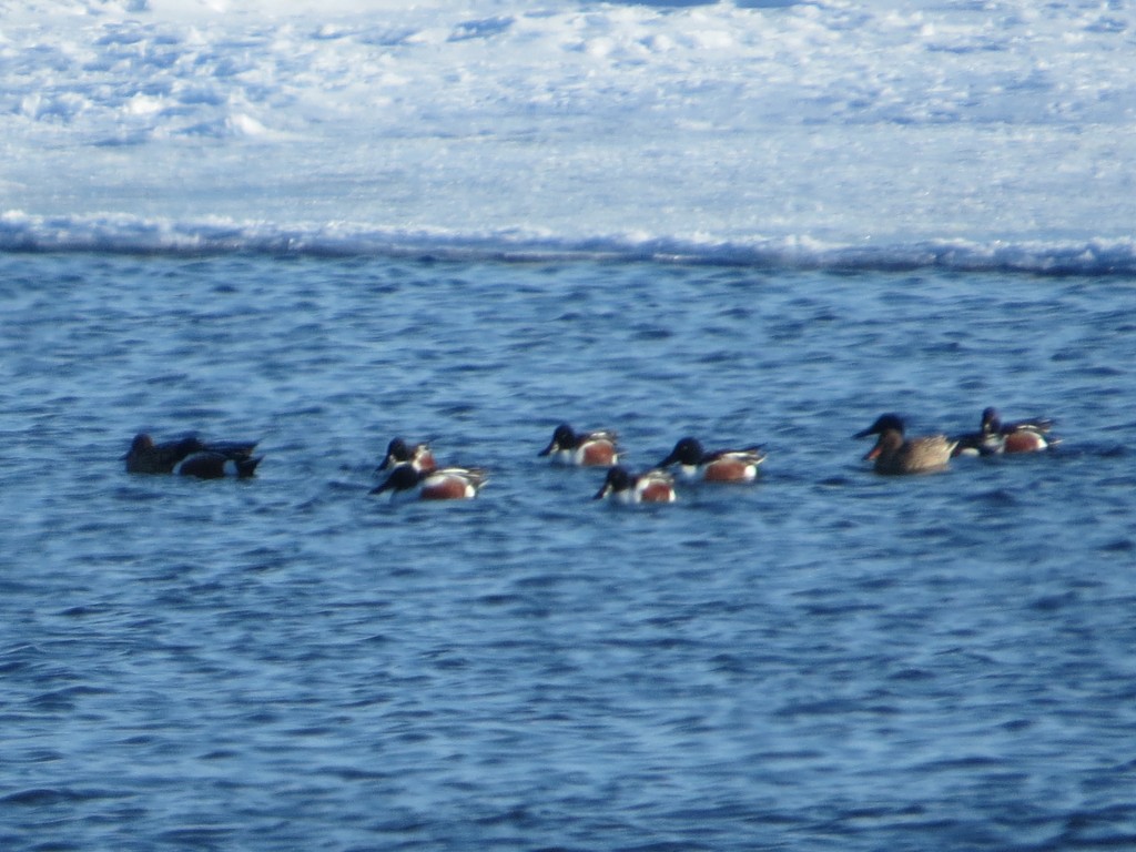 Northern Shovelers on Willmar Lake