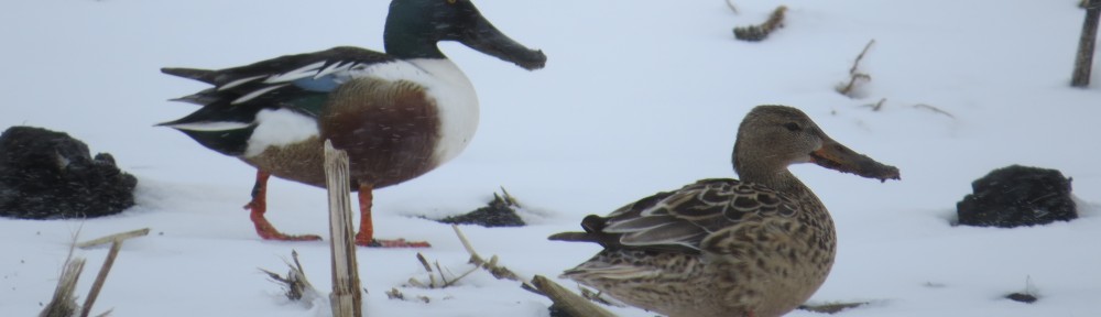 Northern Shoveler