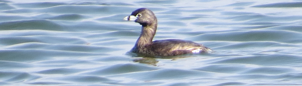 Pied-billed Grebe