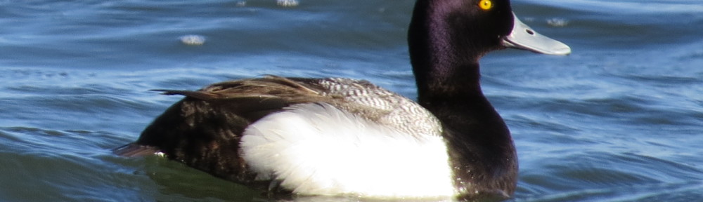 lesser scaup