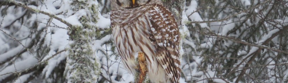 Barred Owl