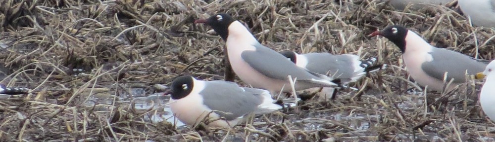 Franklin's Gull