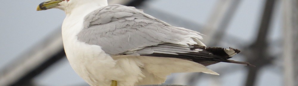 Ring-billed Gull