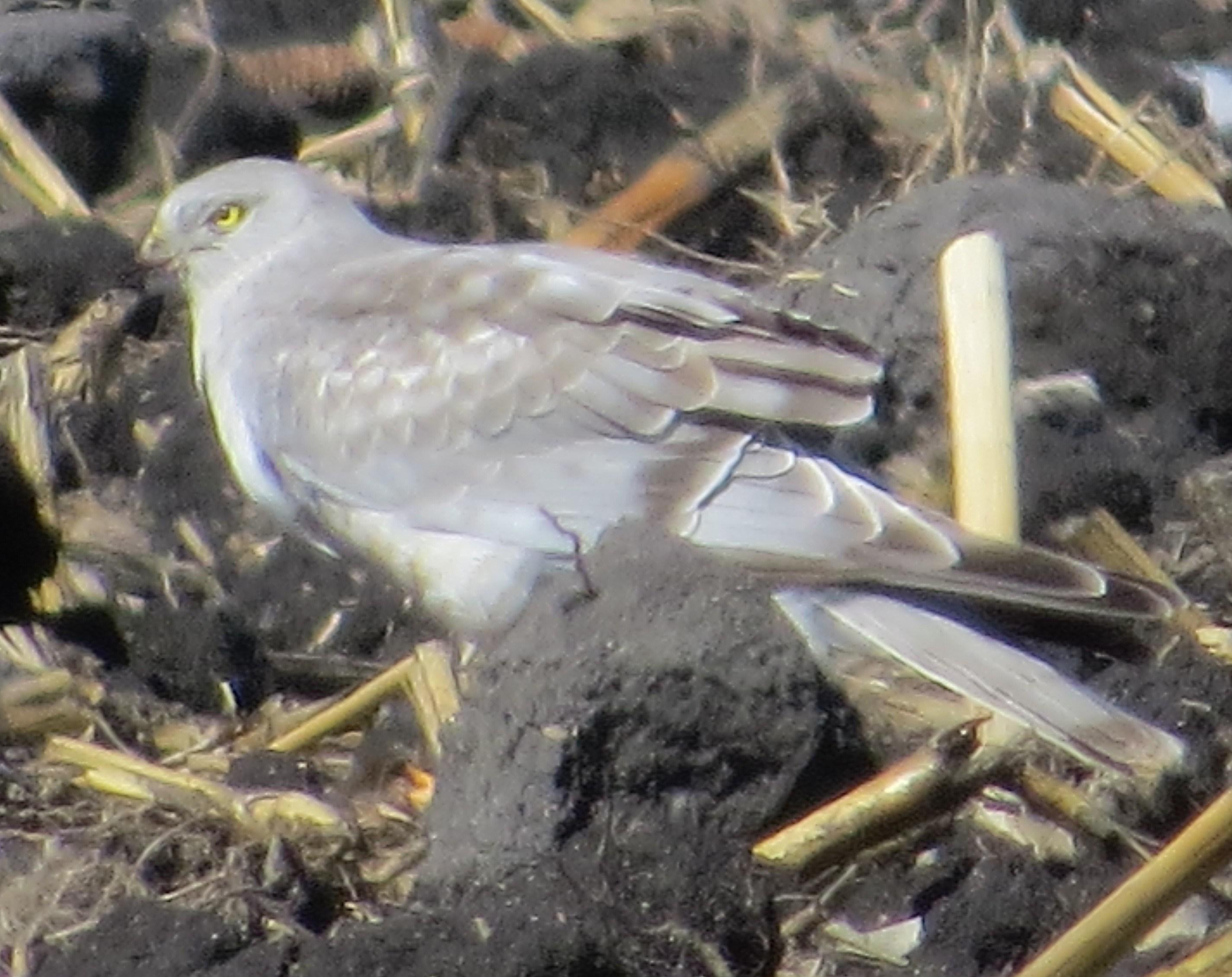 Northern Harrier