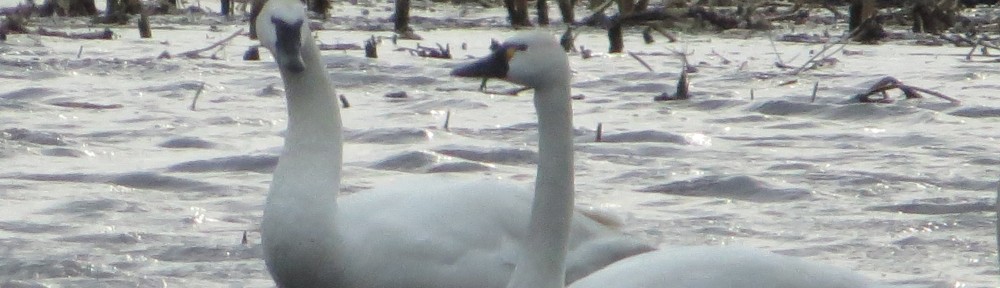 Tundra Swan