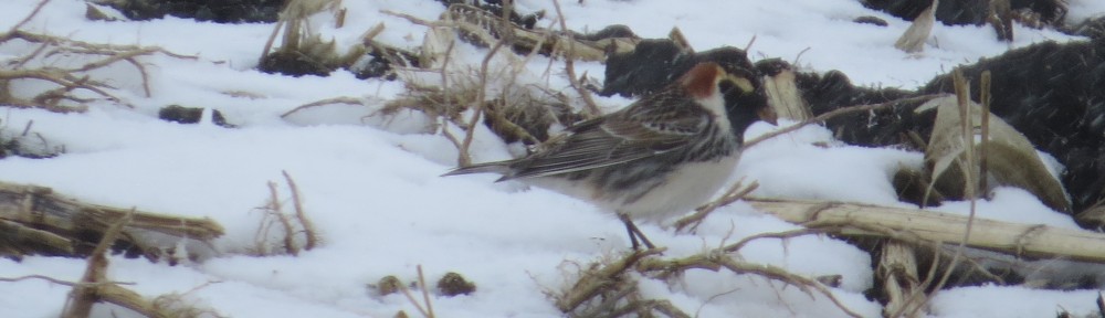 Lapland Longspur