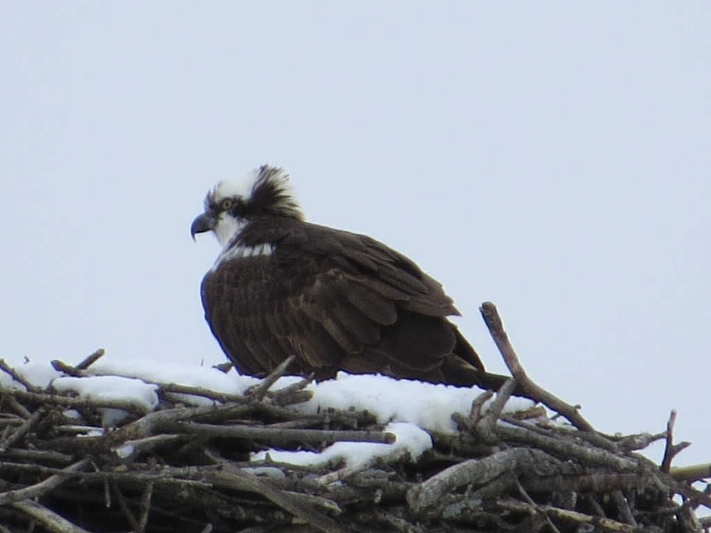 Osprey