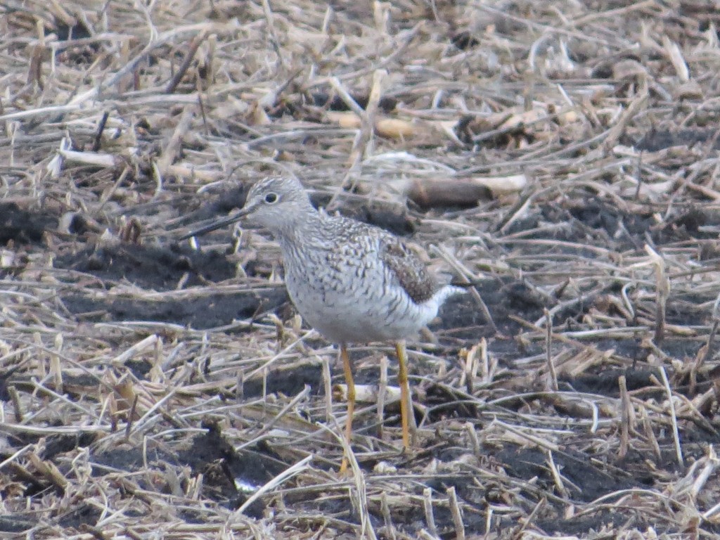 Greater Yellowlegs