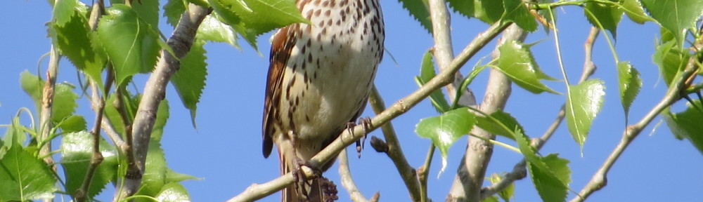 Brown Thrasher