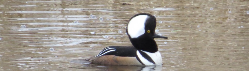 Hooded Merganser