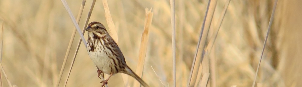 Song Sparrow