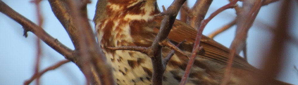 Fox Sparrow