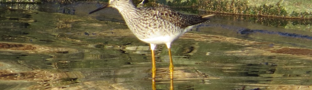 Lesser Yellowlegs