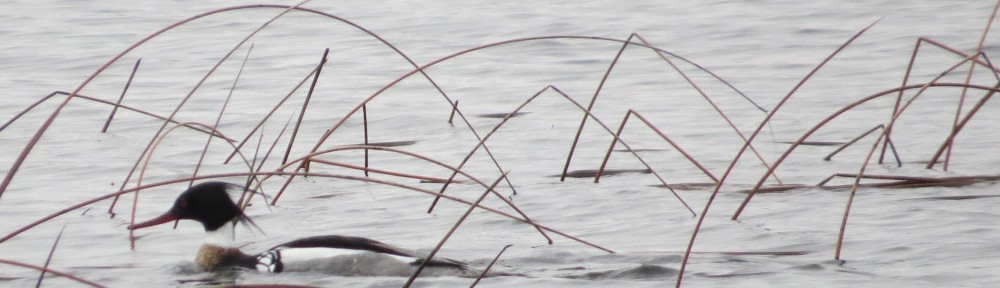 Red-breasted Merganser