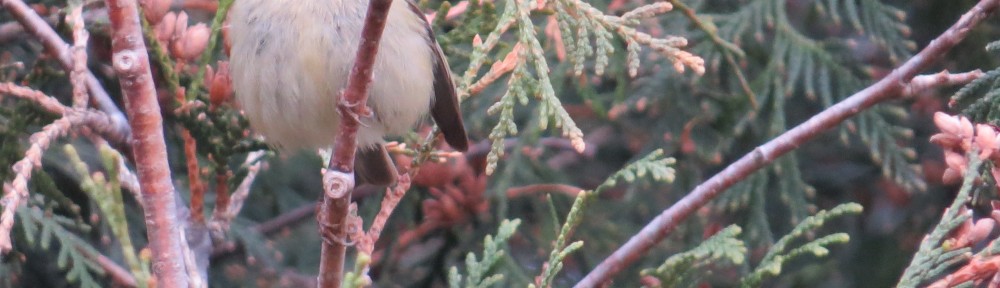 Ruby-crowned Kinglet