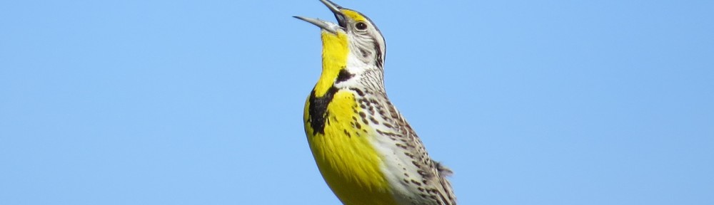 Western Meadowlark