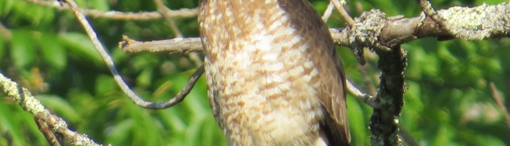 Broad-winged Hawk