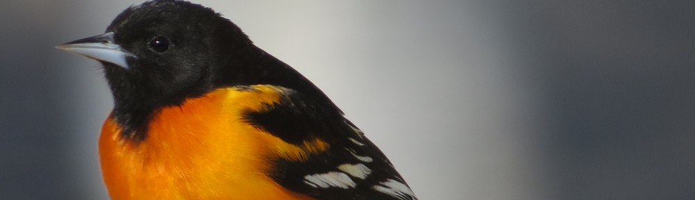 Baltimore Oriole