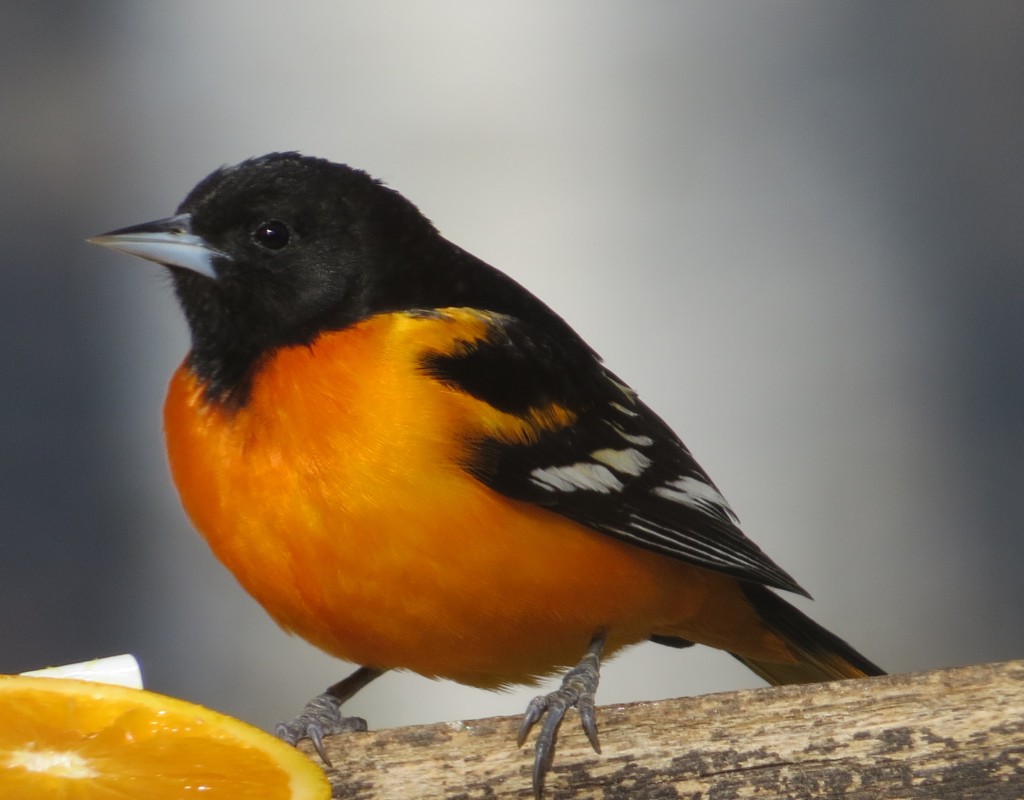 Baltimore Oriole