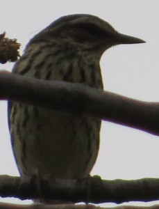 Northern Waterthrush