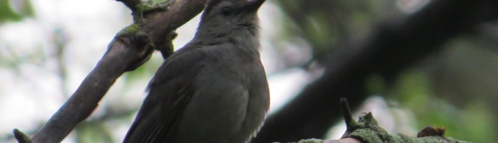 Gray Catbird