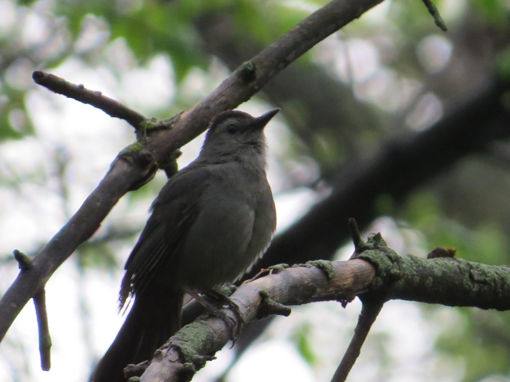 Gray Catbird