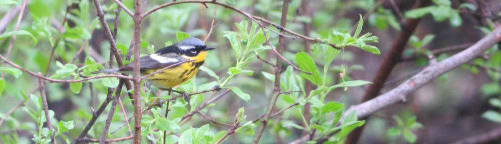 Magnolia Warbler