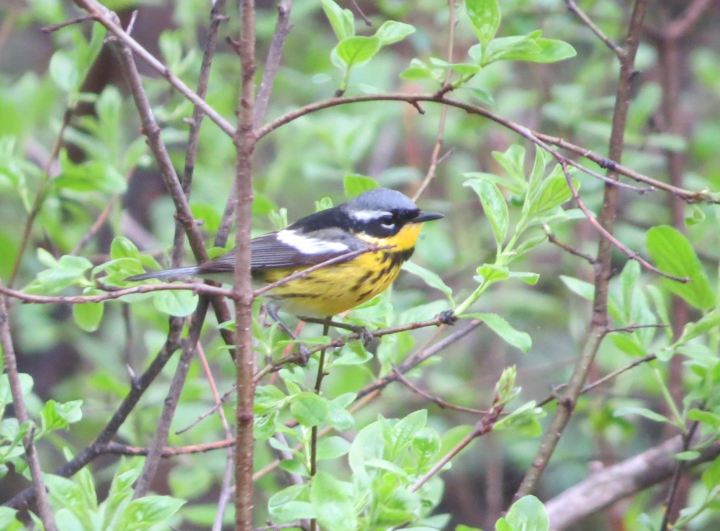 Magnolia Warbler