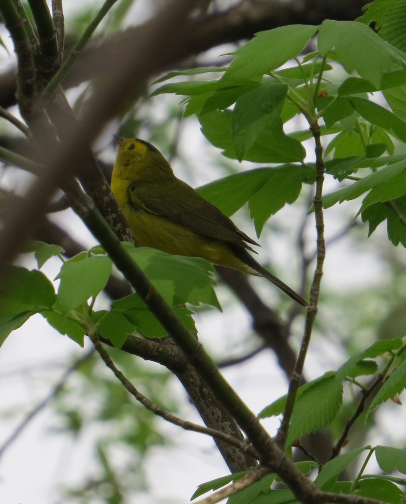 Wilson's Warbler