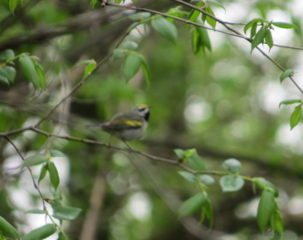 Golden-winged Warbler