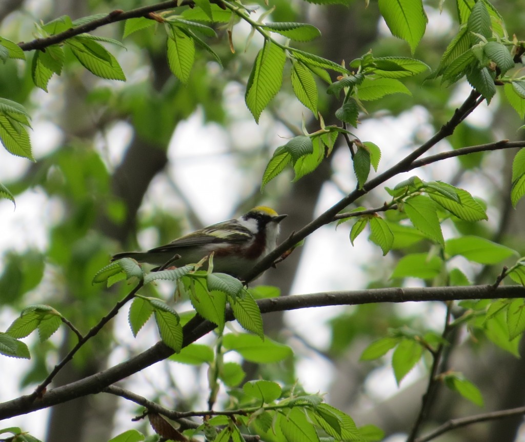 Chestnut-sided Warbler (my spark bird)