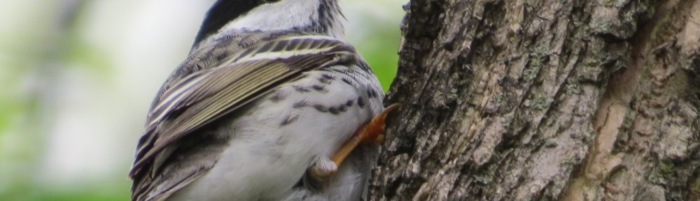 Blackpoll Warbler