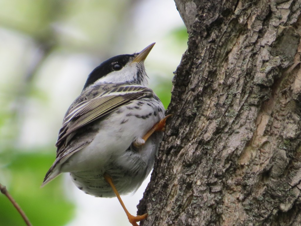 Blackpoll Warbler