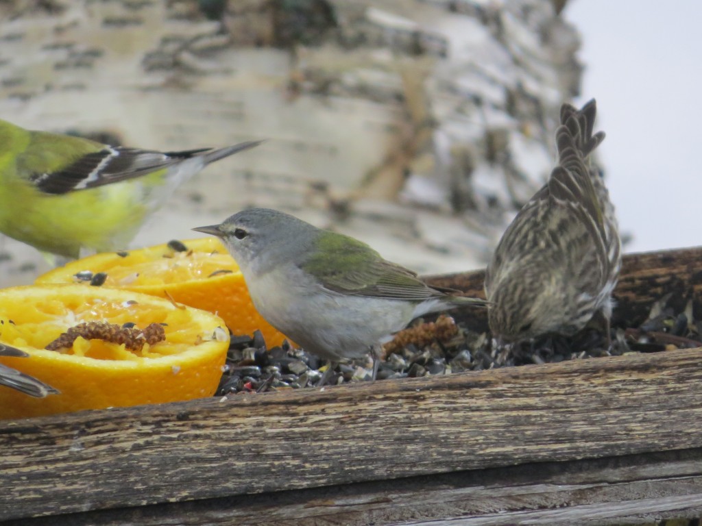 Tennessee Warbler