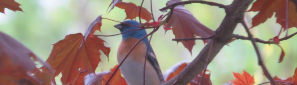 The Lazuli Bunting in Hutchinson - we got the email in the morning, and we were on location that afternoon