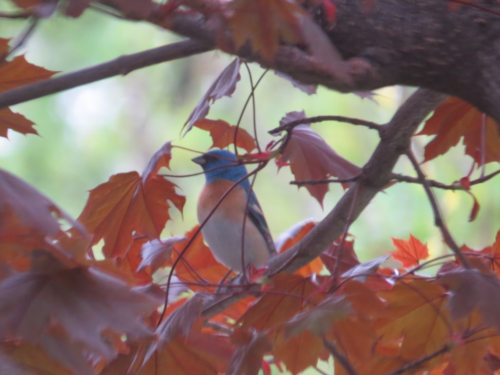 The Lazuli Bunting in Hutchinson - we got the email in the morning, and we were on location that afternoon