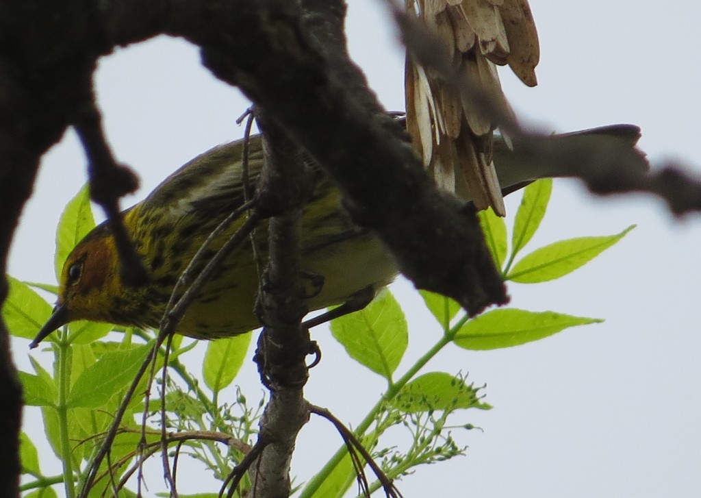 Cape May Warbler