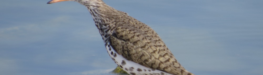 Spotted Sandpiper