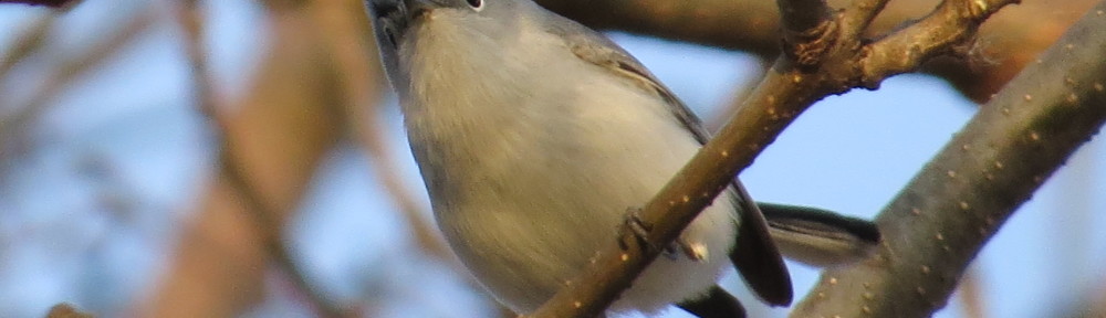 Blue-gray Gnatcatcher