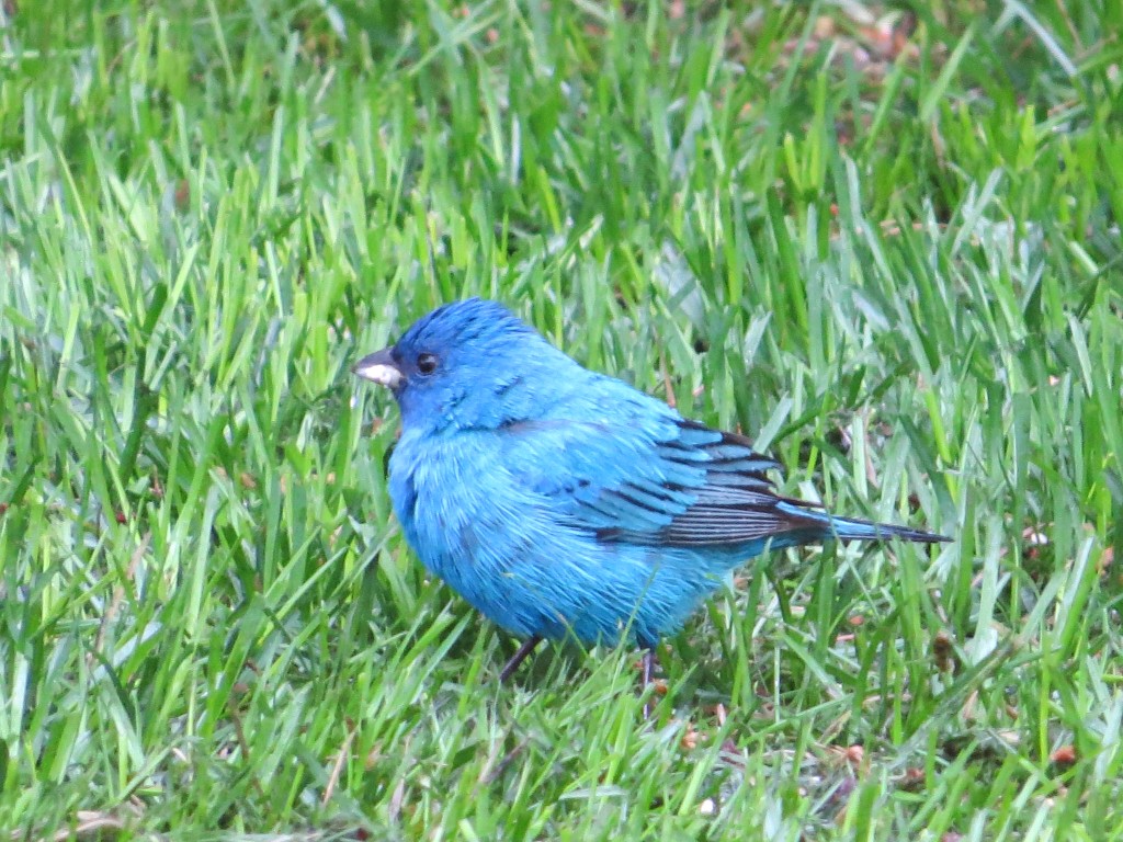 Indigo Bunting