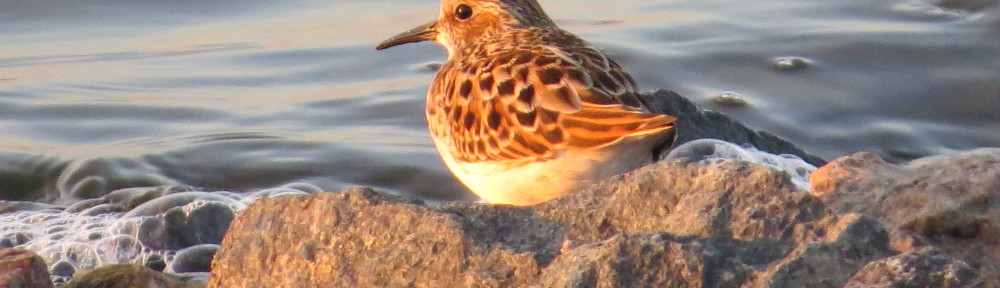 Least Sandpiper