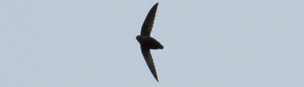 Chimney Swift