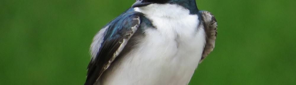 Tree Swallow