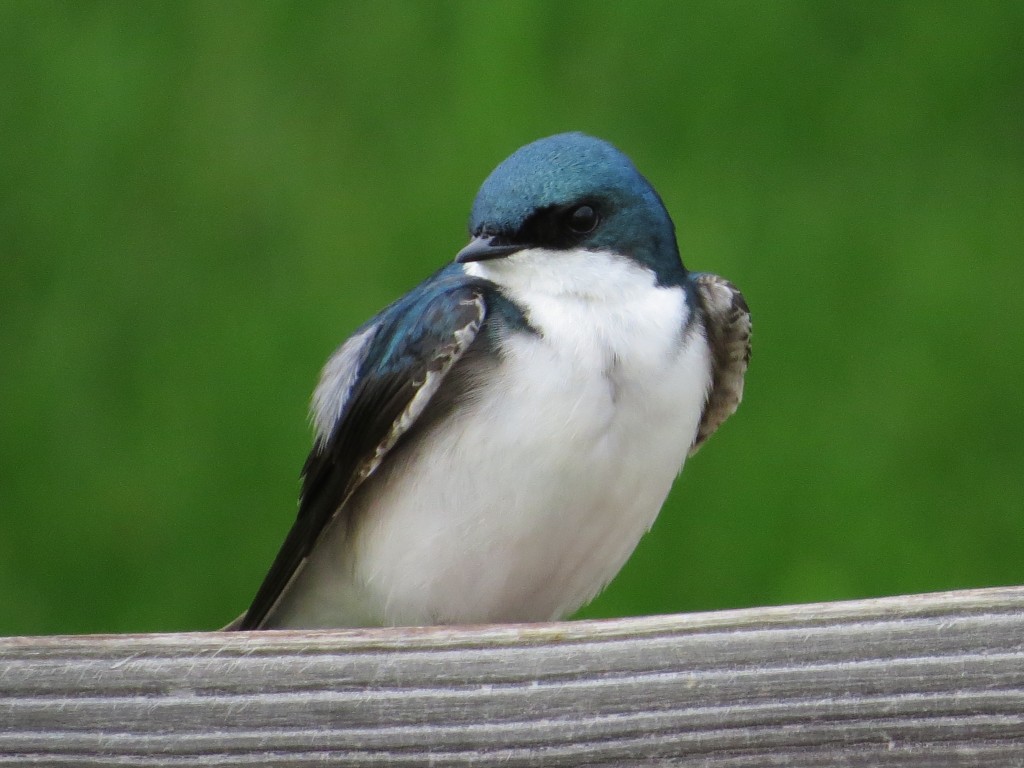 Tree Swallow