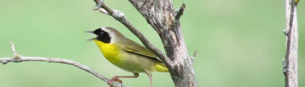 Common Yellowthroat