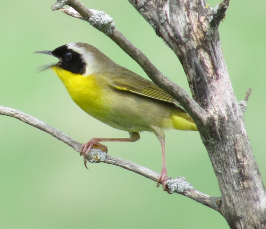 Common Yellowthroat